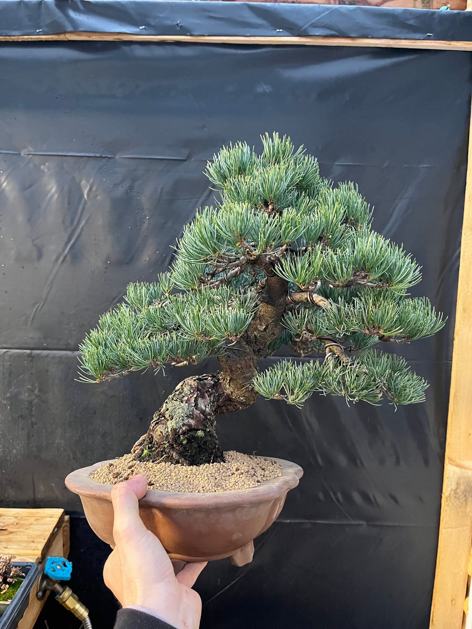 Bonsai