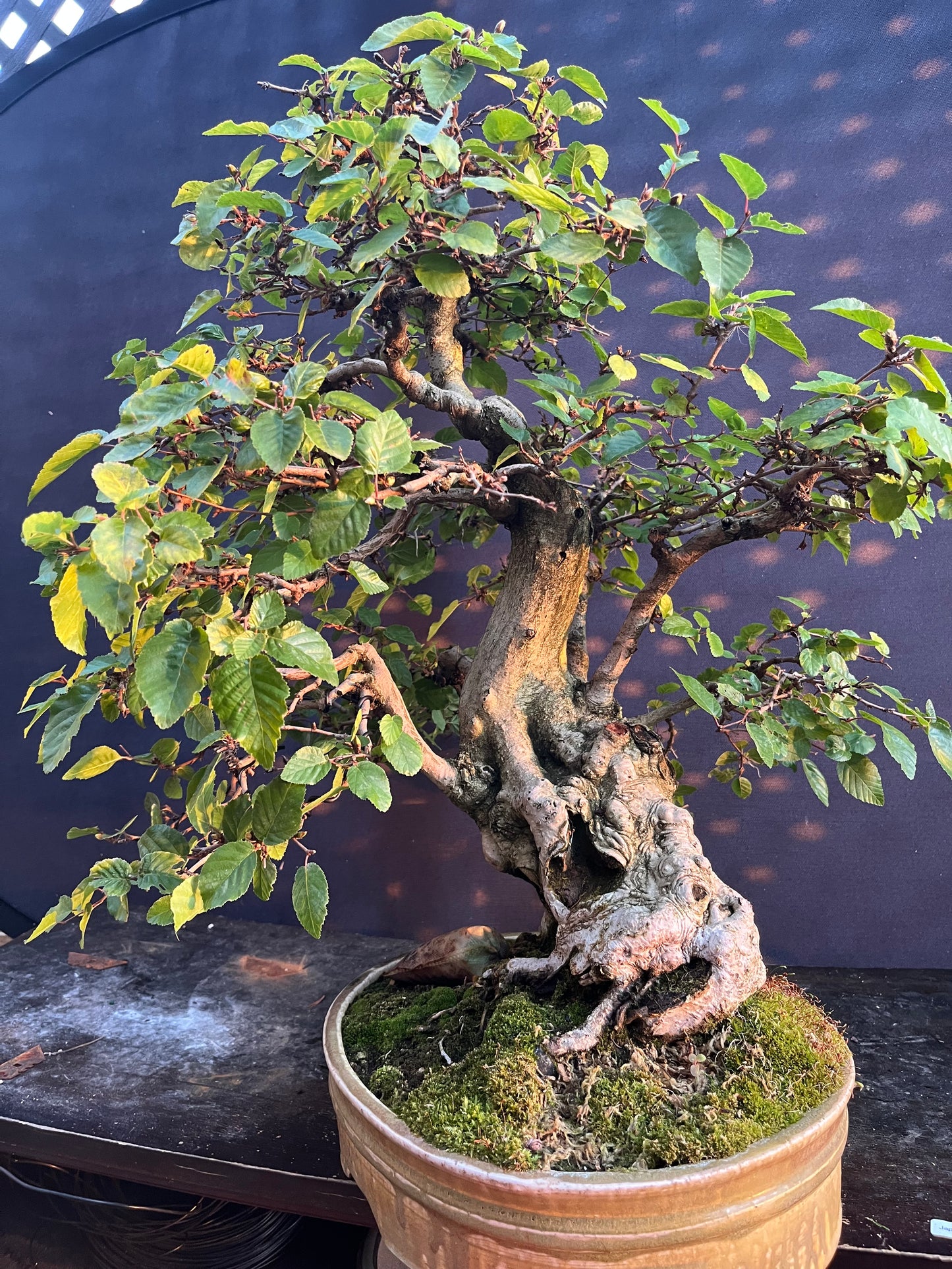 Korean hornbeam with financing