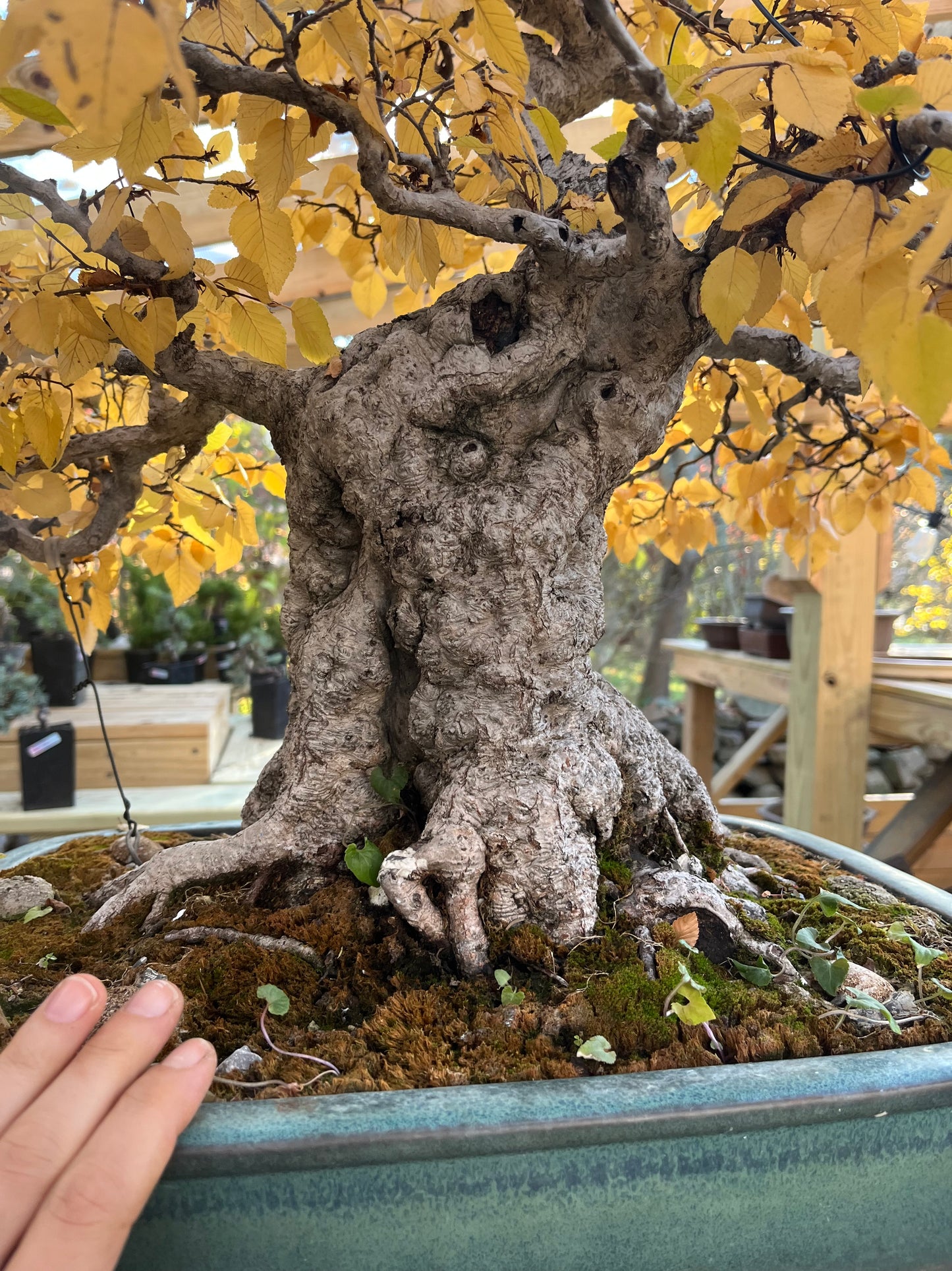 Korean hornbeam