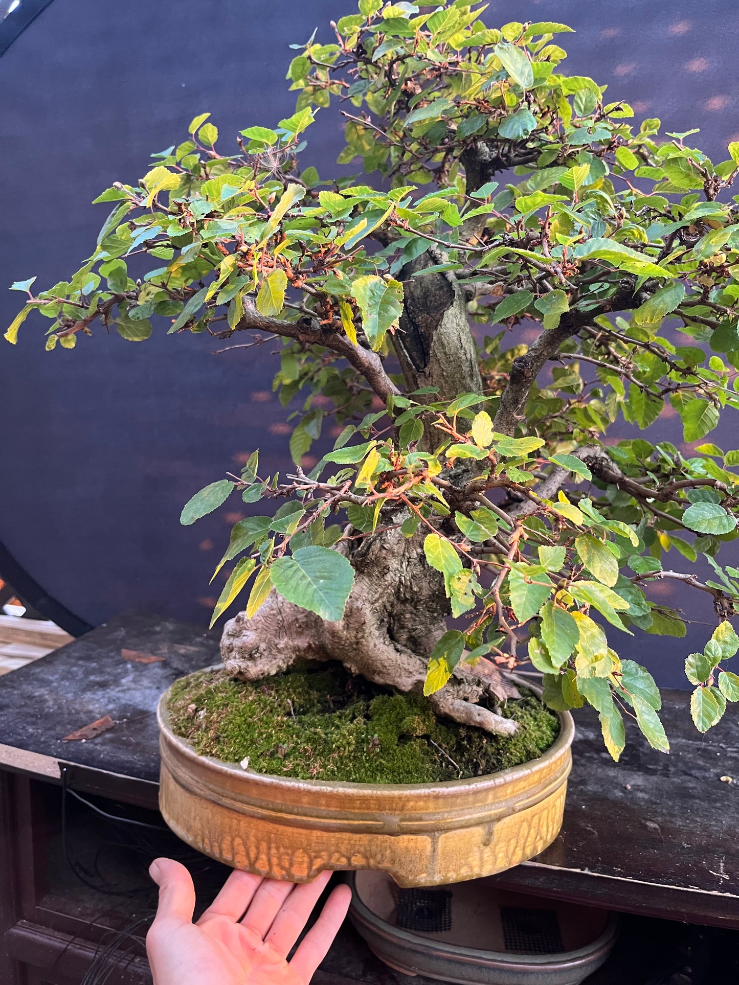 Korean hornbeam with financing