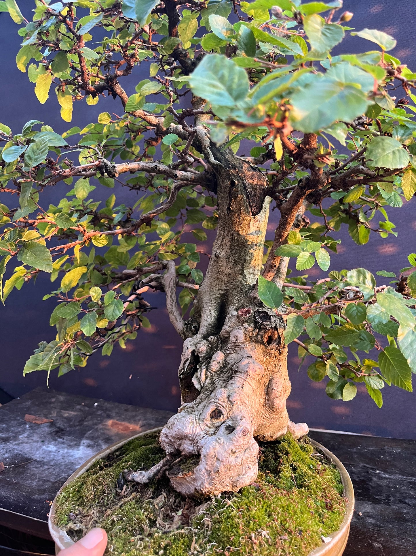 Korean hornbeam with financing