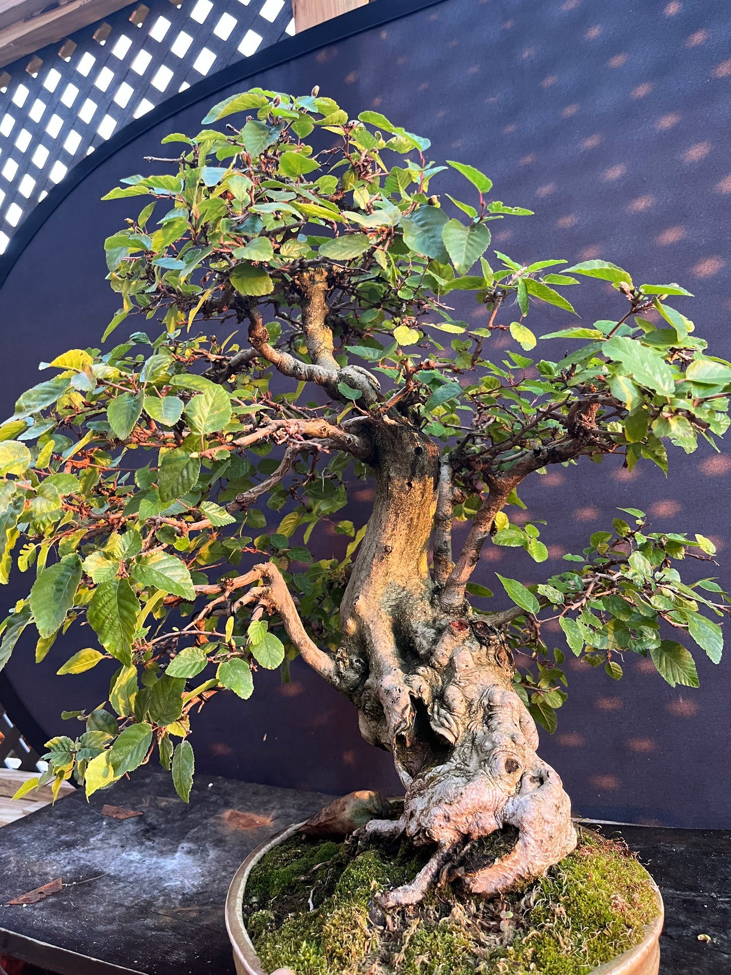 Korean hornbeam with financing