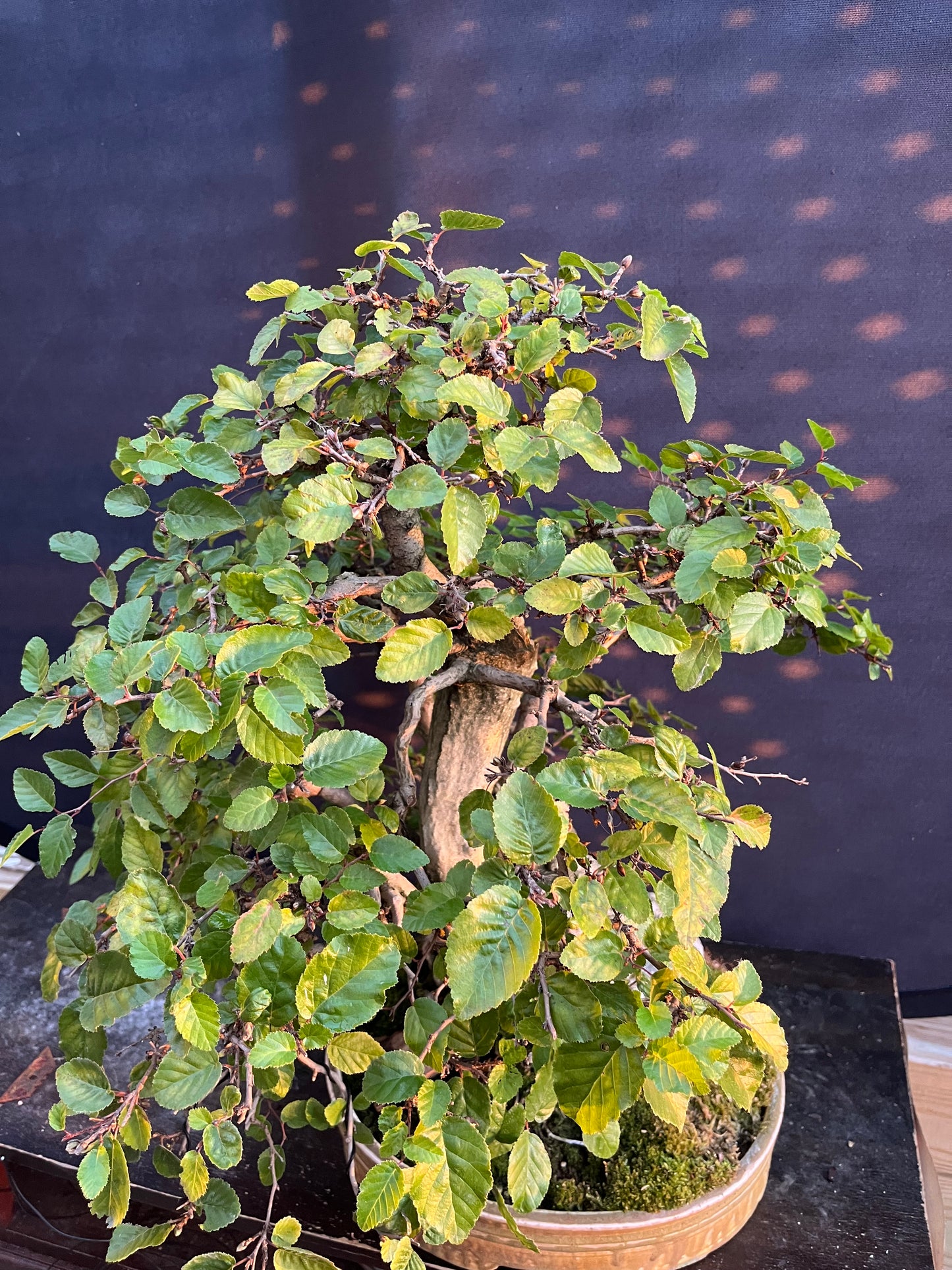 Korean hornbeam with financing