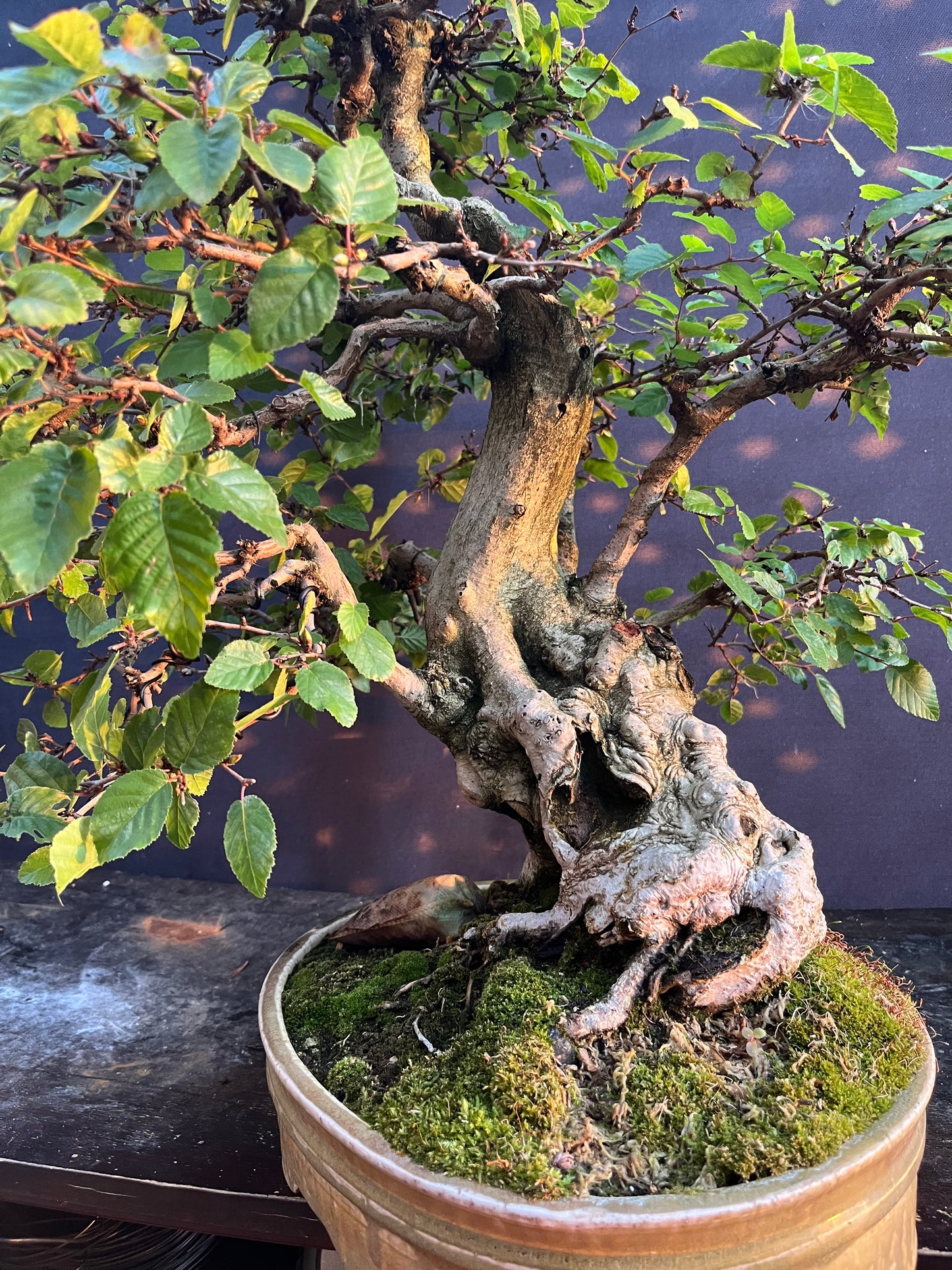 Korean hornbeam with financing