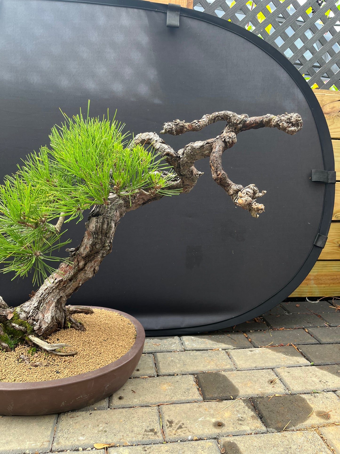 Japanese black pine