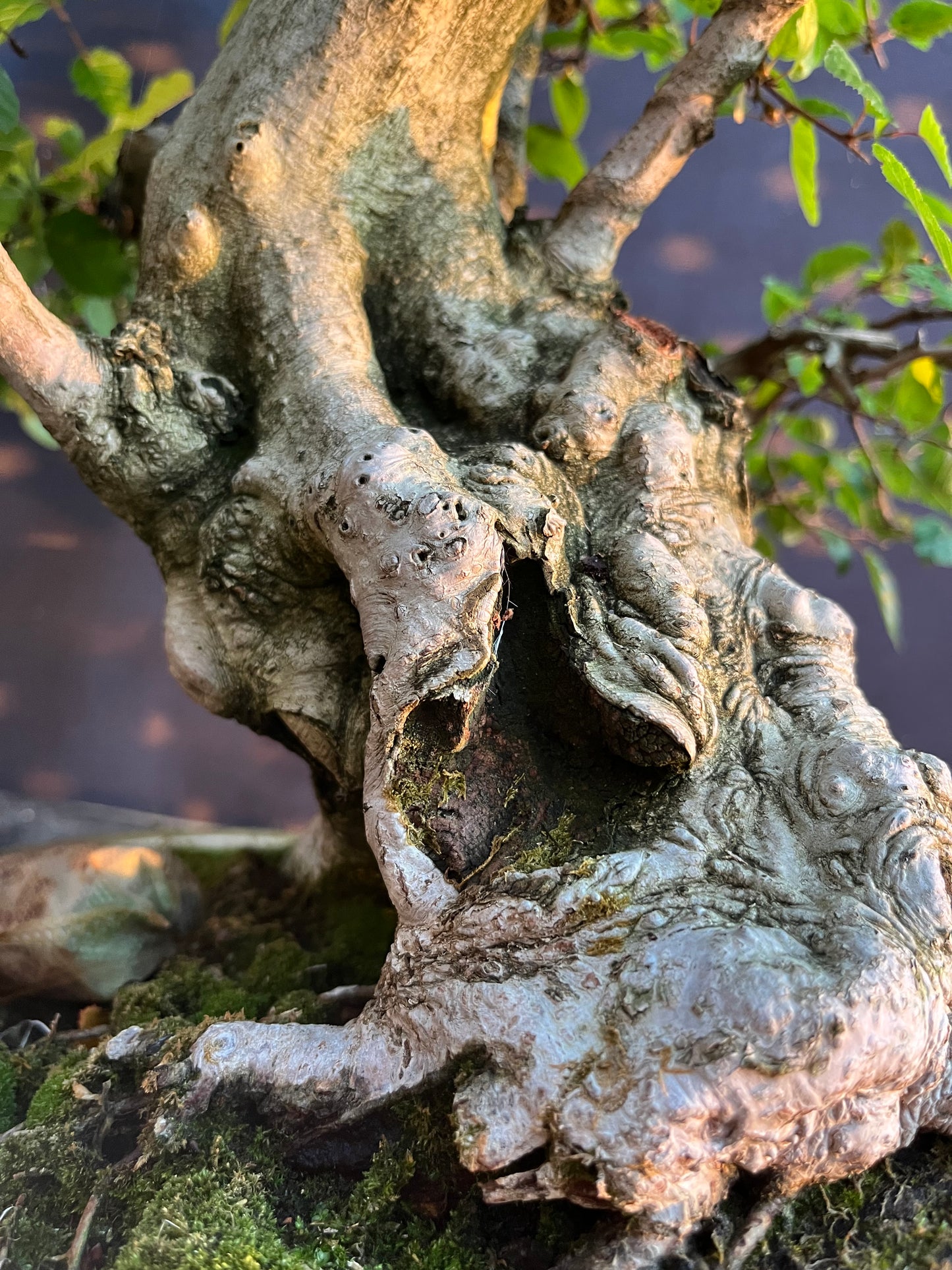 Korean hornbeam with financing