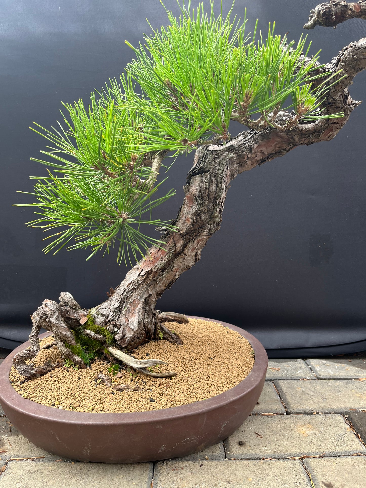 Japanese black pine