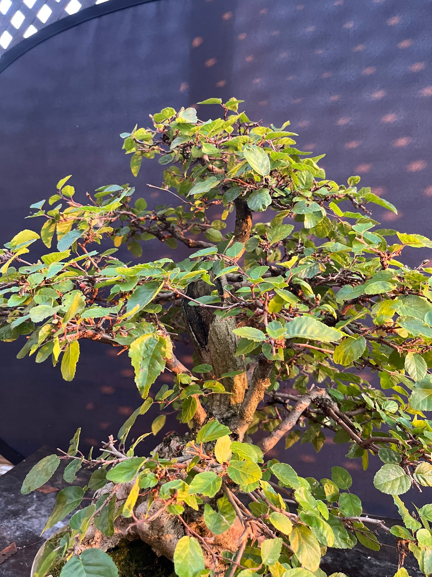 Korean hornbeam with financing