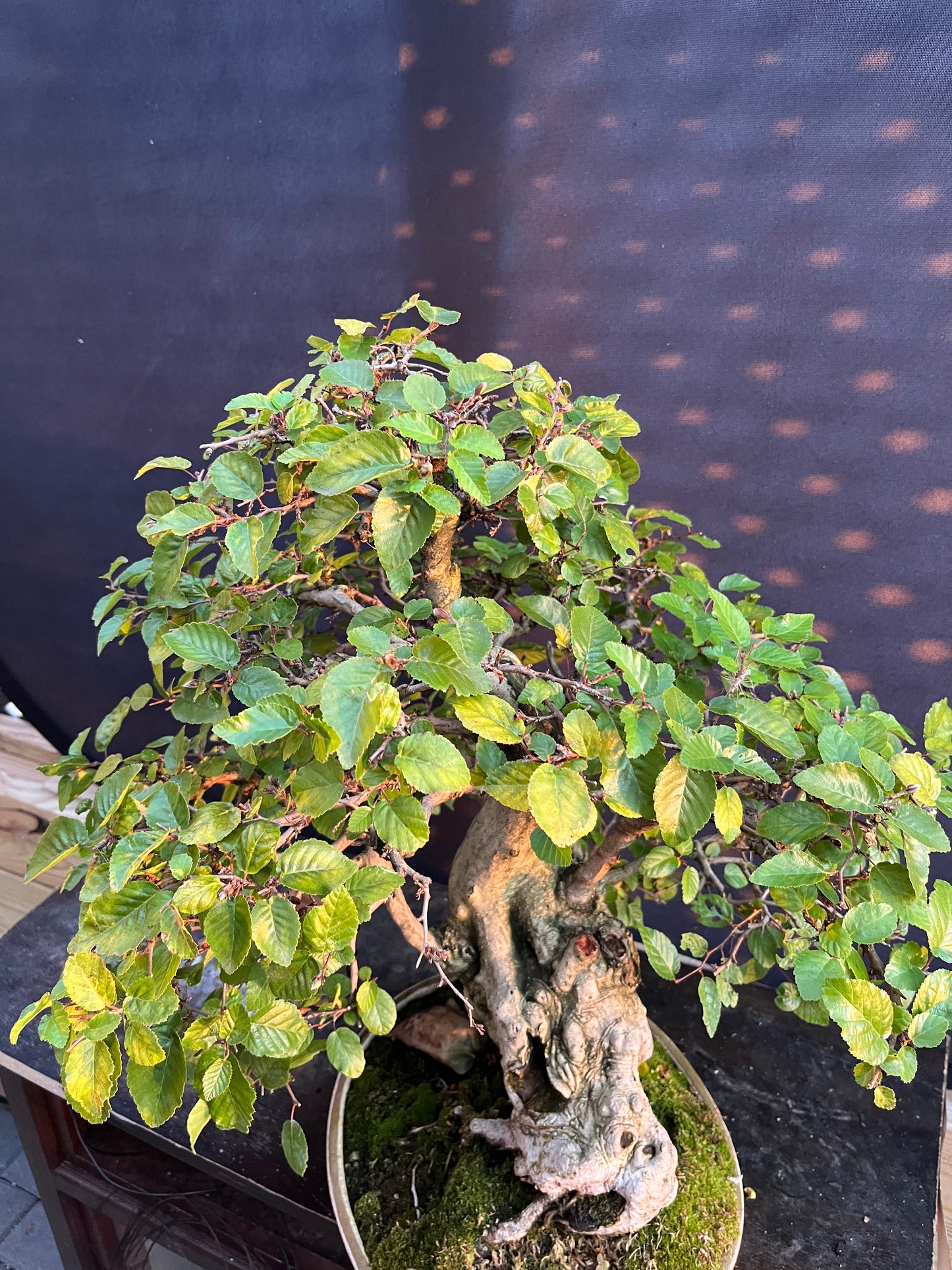 Korean hornbeam with financing