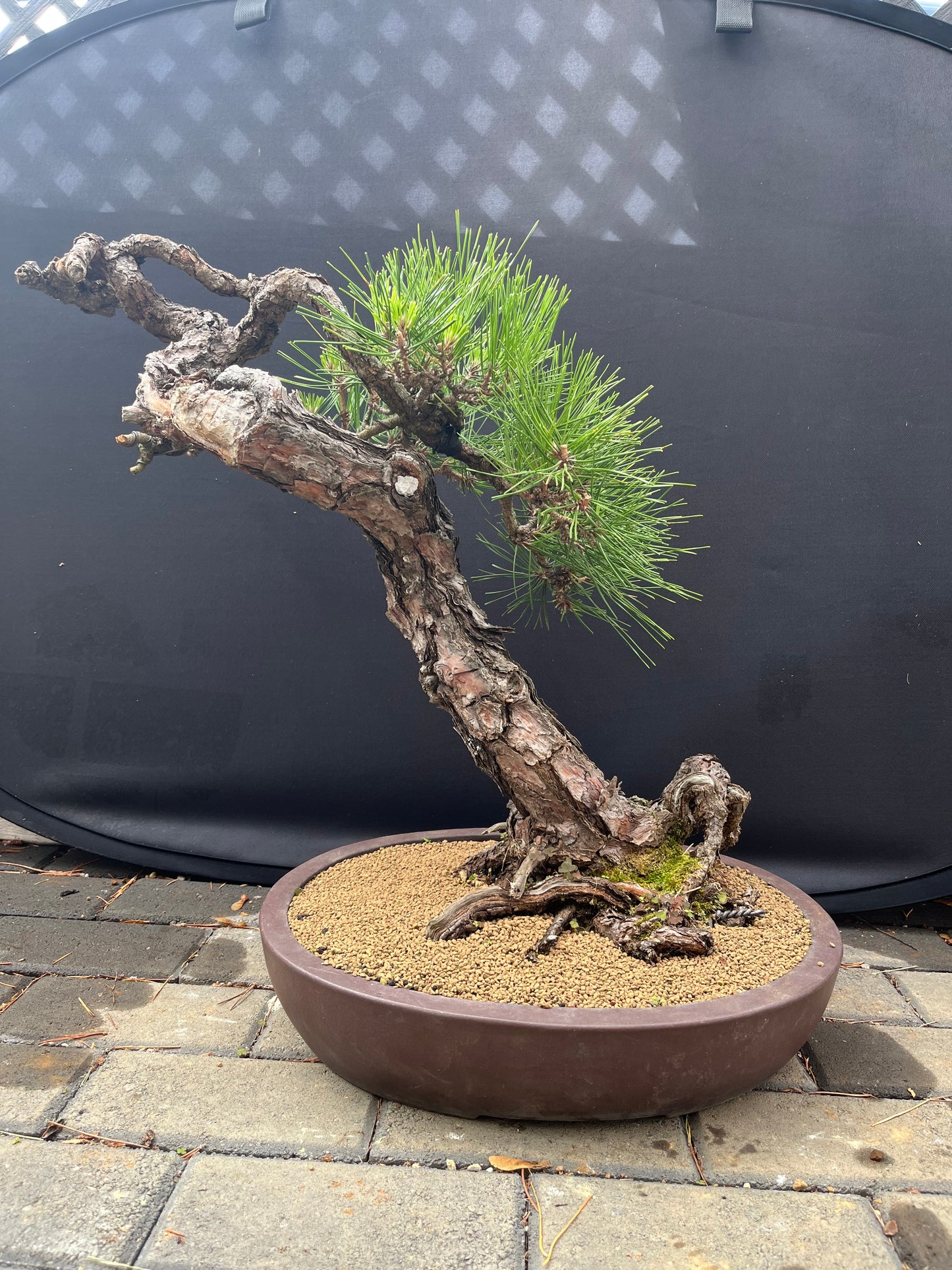 Japanese black pine