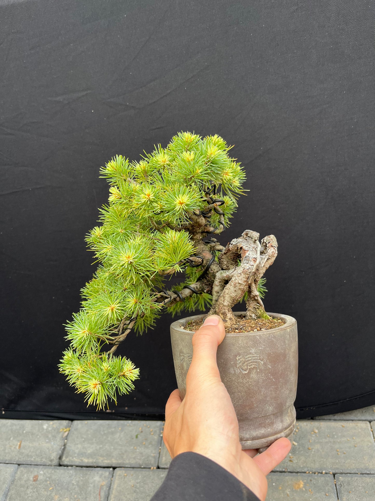 Japanese white pine