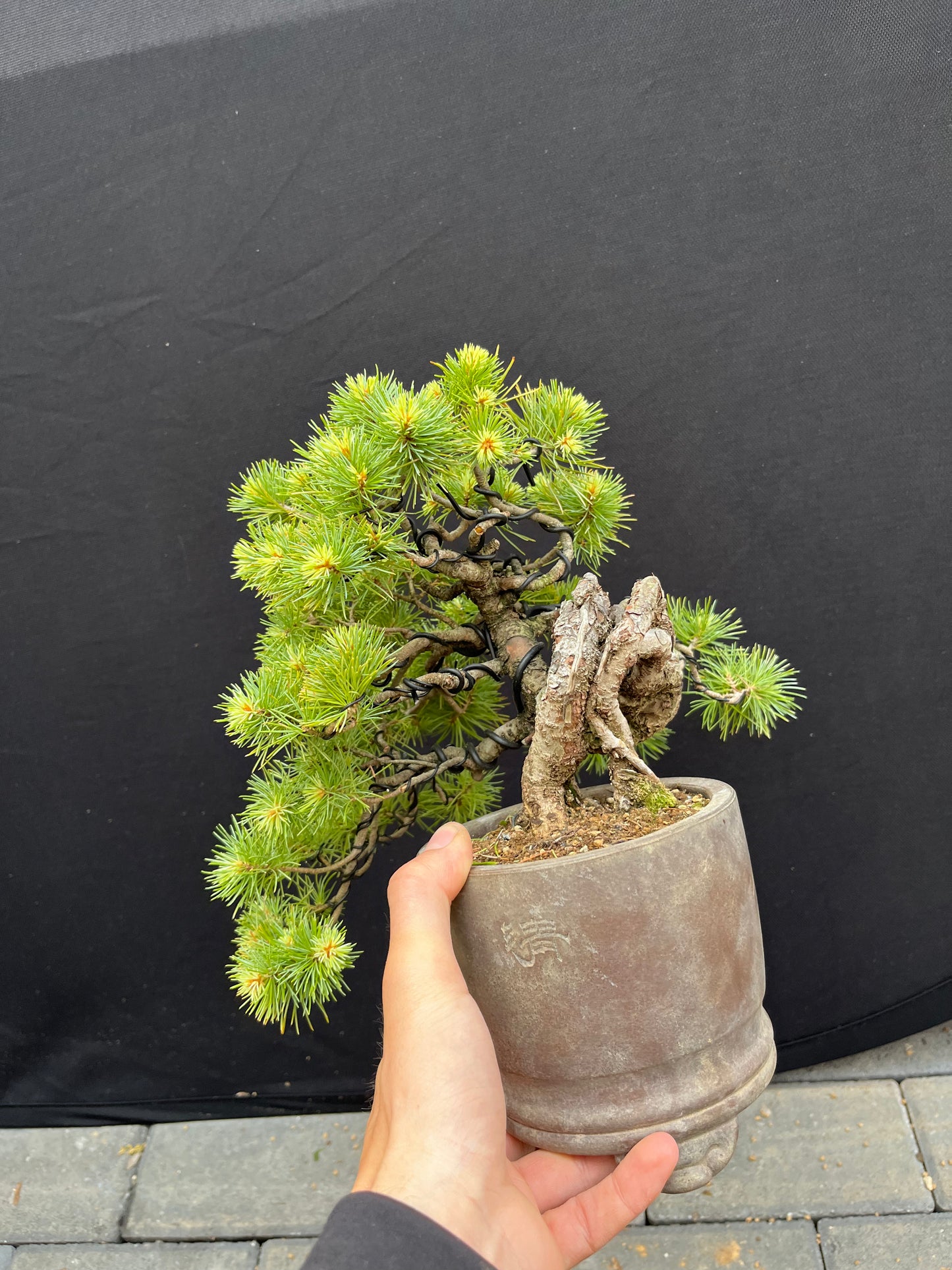 Japanese white pine