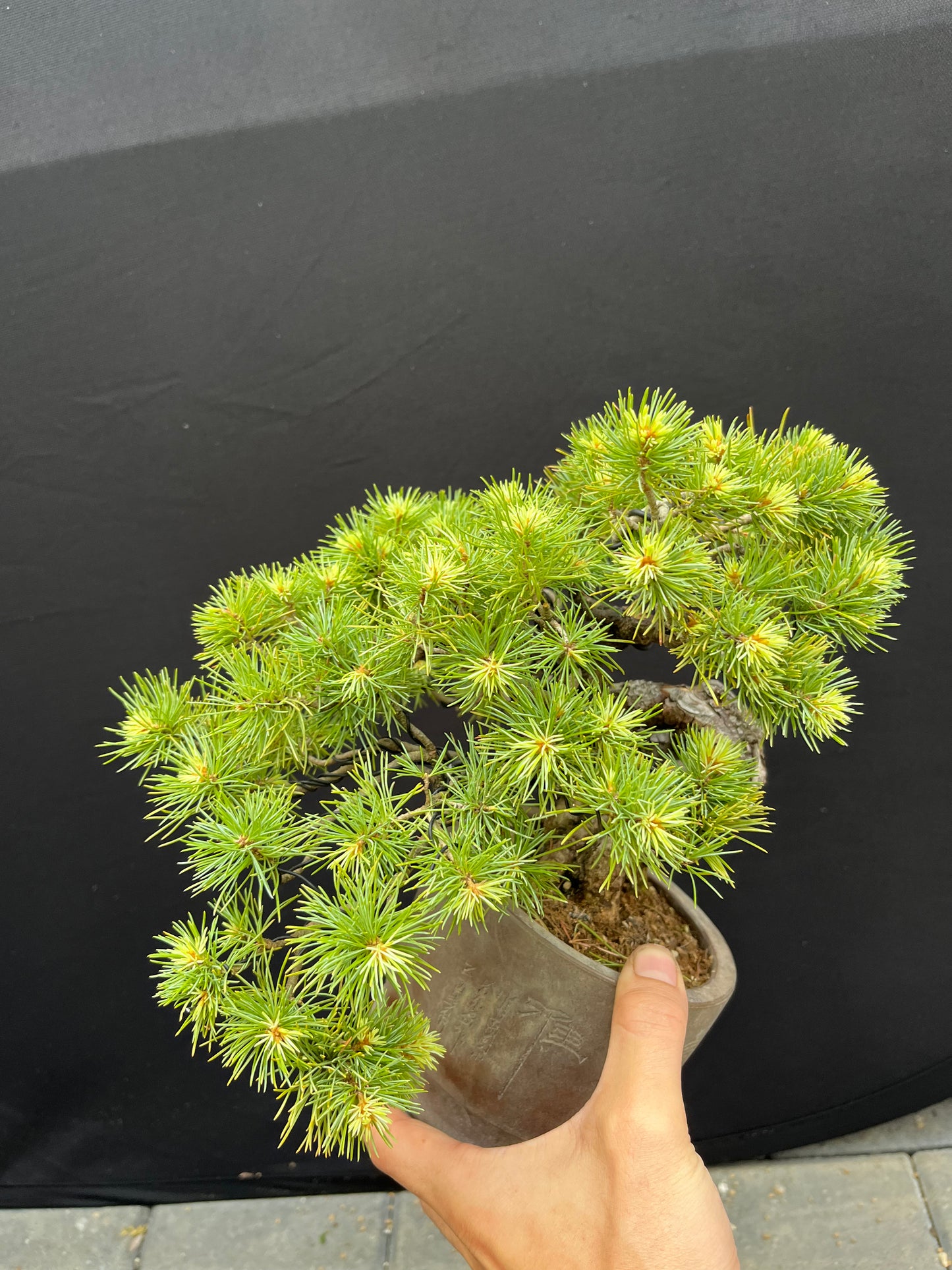 Japanese white pine
