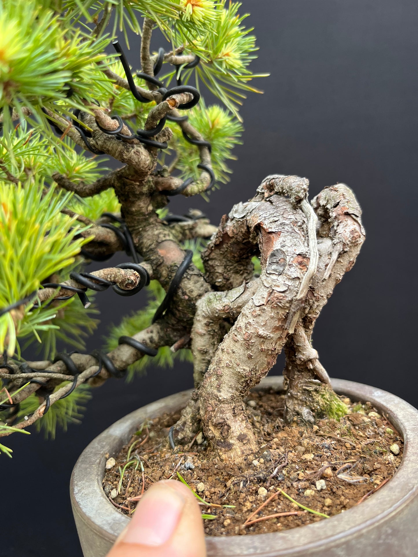 Japanese white pine