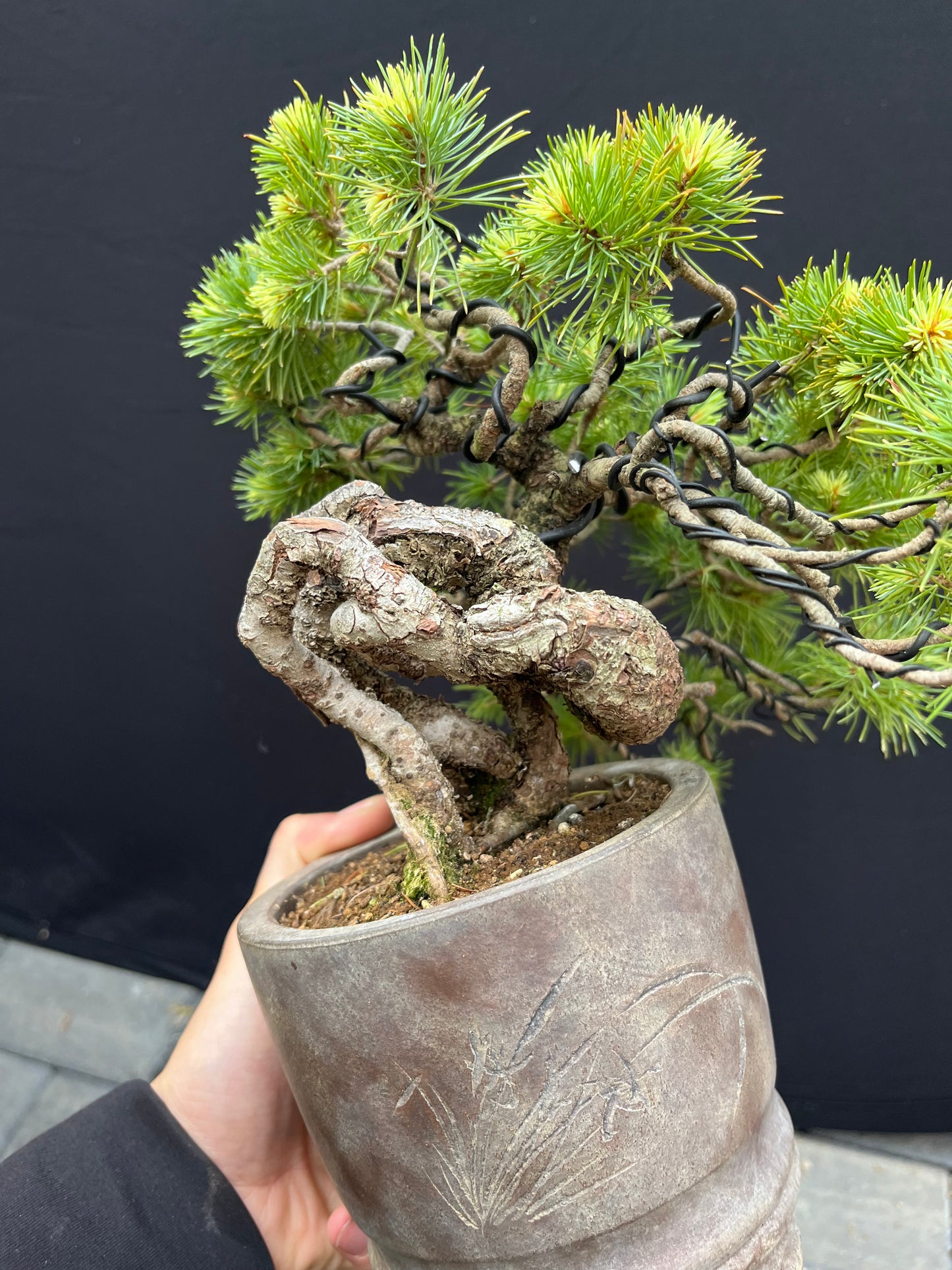Japanese white pine