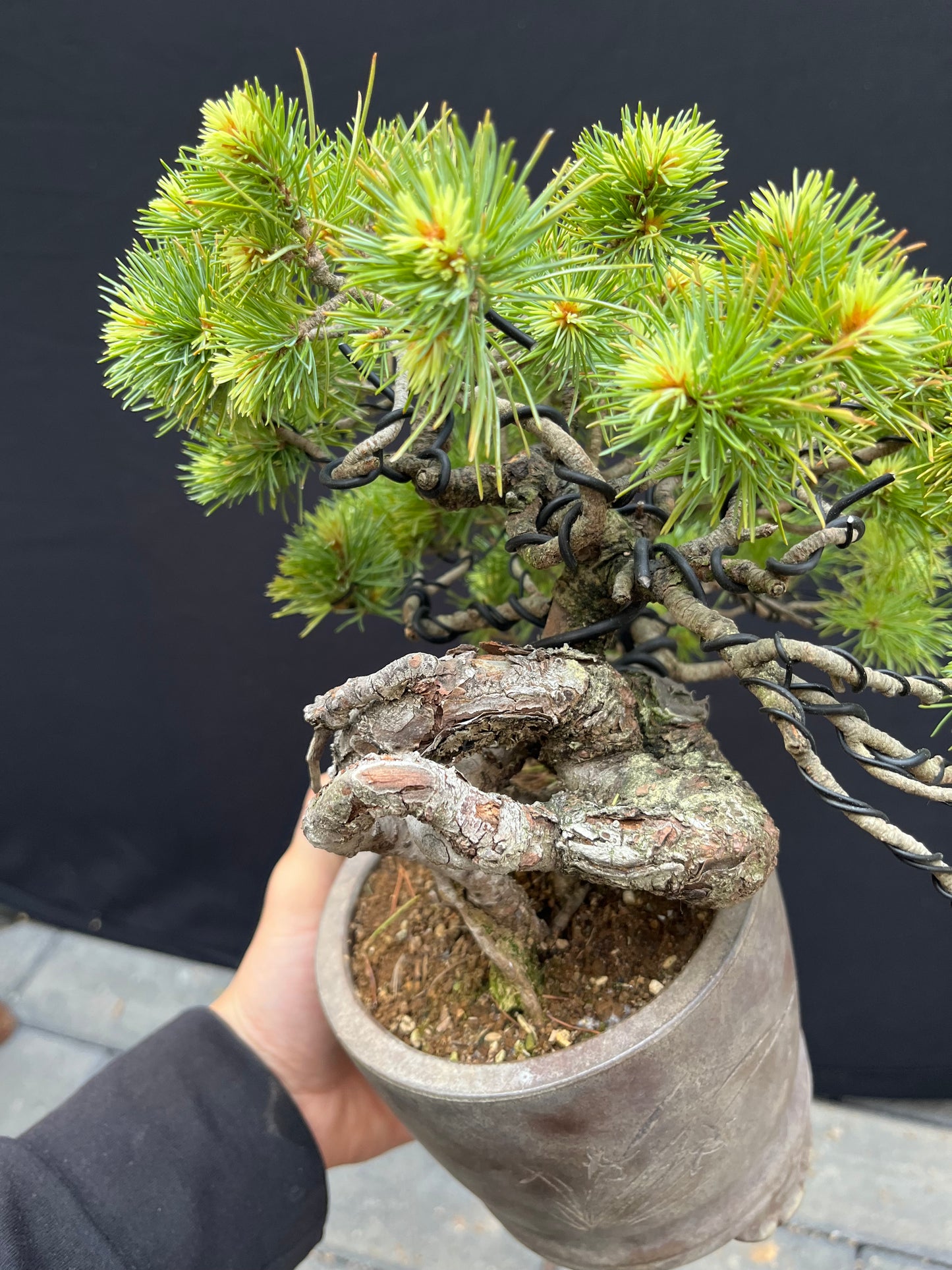Japanese white pine