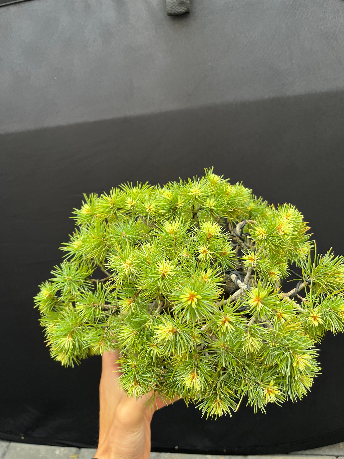 Japanese white pine